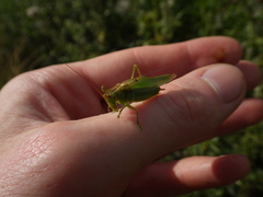 Orchelimum gladiator
