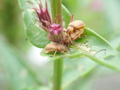 Galerucella calmariensis