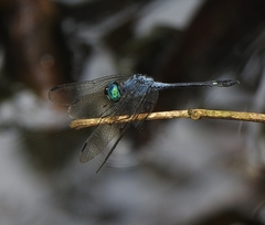 Micrathyria paruensis