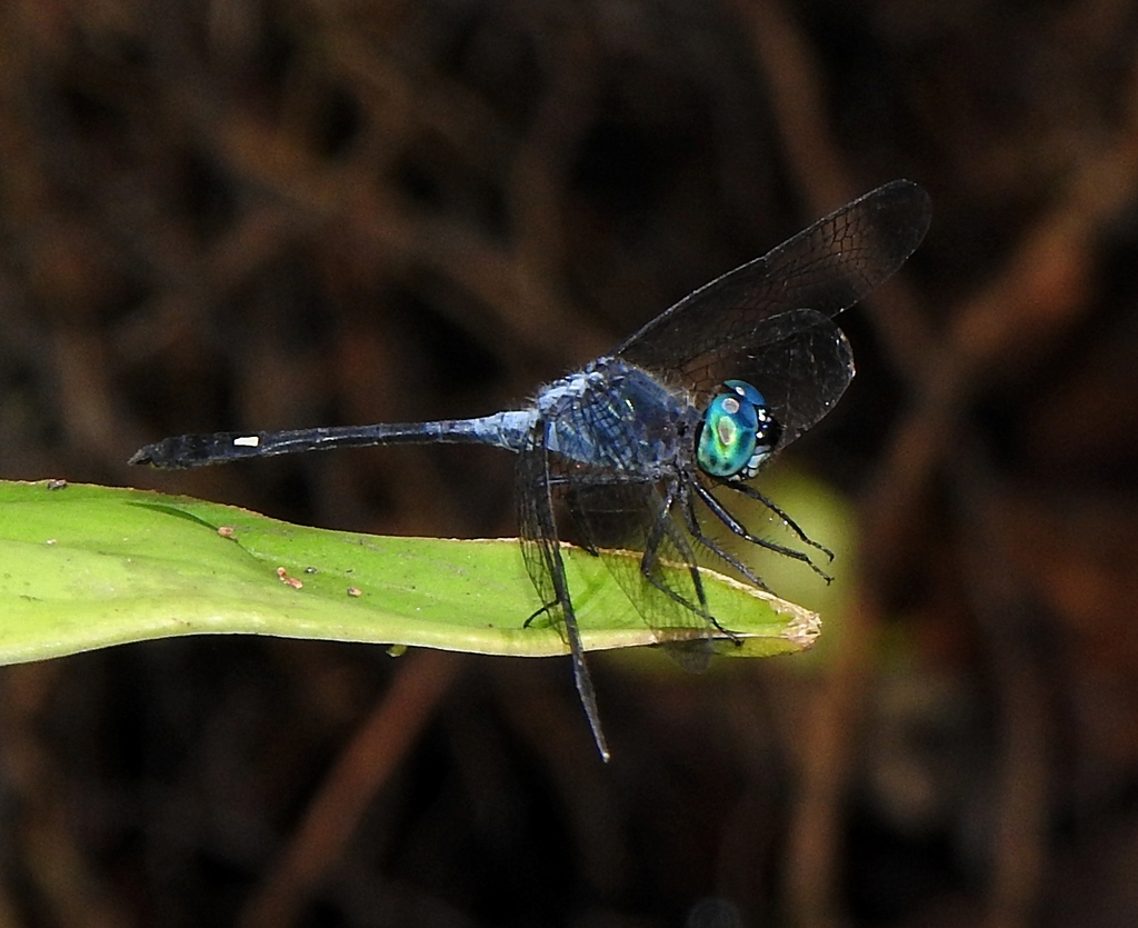 Micrathyria paruensis