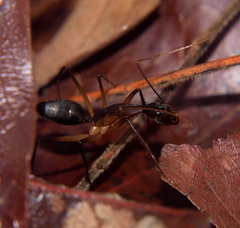 Camponotus etiolipes
