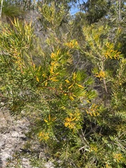 Persoonia virgata