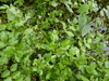 Fool's Watercress - Photo (c) Sarah, some rights reserved (CC BY-SA)