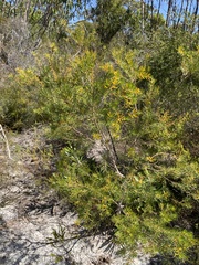 Persoonia virgata