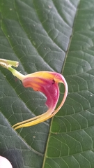 Masdevallia empusa