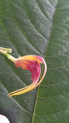 Masdevallia empusa