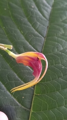 Masdevallia empusa