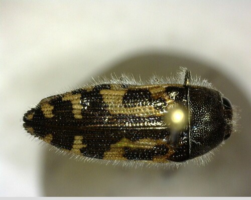 iNaturalist observation photo of Yellow-marked Buprestid Beetles