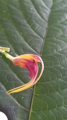 Masdevallia empusa