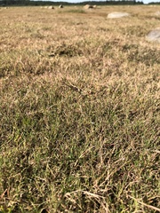 Puccinellia phryganodes