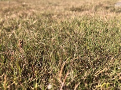 Puccinellia phryganodes