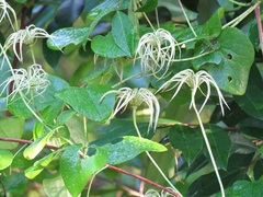Clematis glaucophylla
