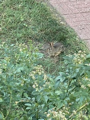 Sylvilagus floridanus