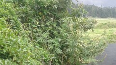 Ambrosia arborescens