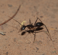 Camponotus etiolipes