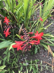 Crocosmia paniculata