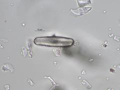 Sellaphora