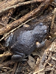 Pseudophryne bibronii