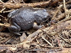 Pseudophryne bibronii