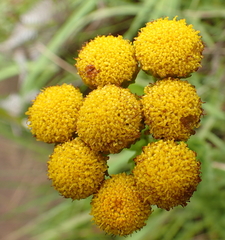 Inulanthera leucoclada