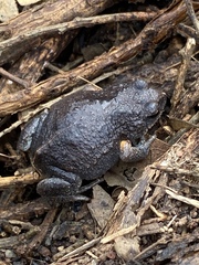 Pseudophryne bibronii