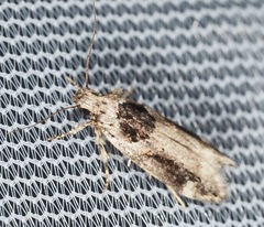 Pseudochelaria walsinghami