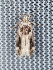 Pseudochelaria walsinghami