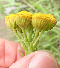 Inulanthera leucoclada