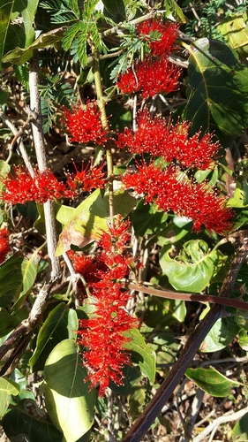 Combretum coccineum