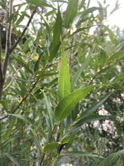 Salix lasiandra caudata