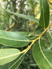 Salix lasiandra caudata