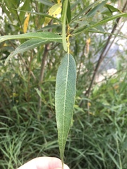 Salix lasiandra caudata