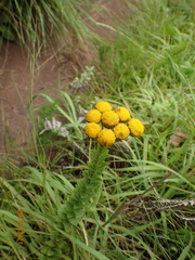 Inulanthera leucoclada