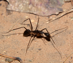 Camponotus etiolipes