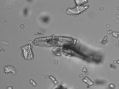 Sellaphora