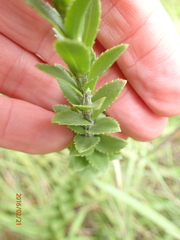 Inulanthera leucoclada