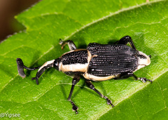 Cercidocerus lateralis