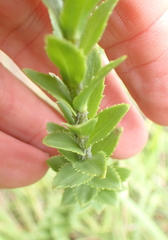 Inulanthera leucoclada