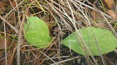 Tephroseris porphyrantha