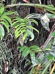 Sobralia macrophylla