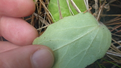 Tephroseris porphyrantha