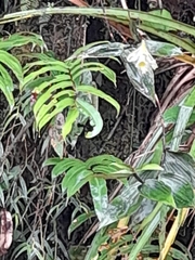 Sobralia macrophylla