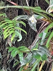 Sobralia macrophylla