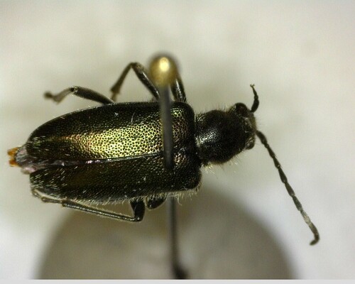 iNaturalist observation photo of Brachysomida californica