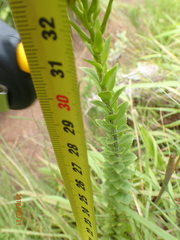 Inulanthera leucoclada