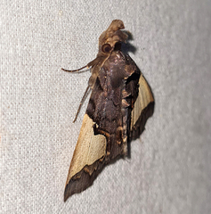 Ochrotrigona triangulifera