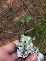 Platismatia norvegica