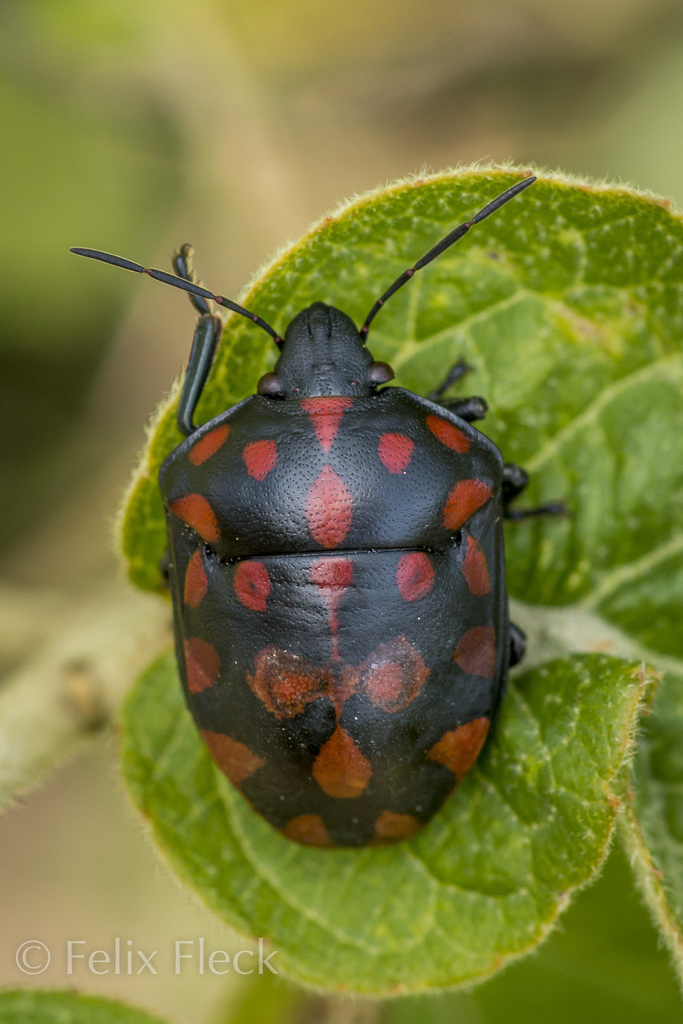 Pachycorinae