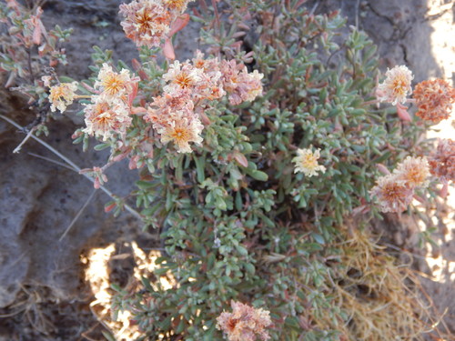 Eriogonum sphaerocephalum var. halimioides