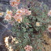 Eriogonum sphaerocephalum halimioides - Photo 由 gbiaimcrew 所上傳的 (c) gbiaimcrew，保留部份權利CC BY-NC